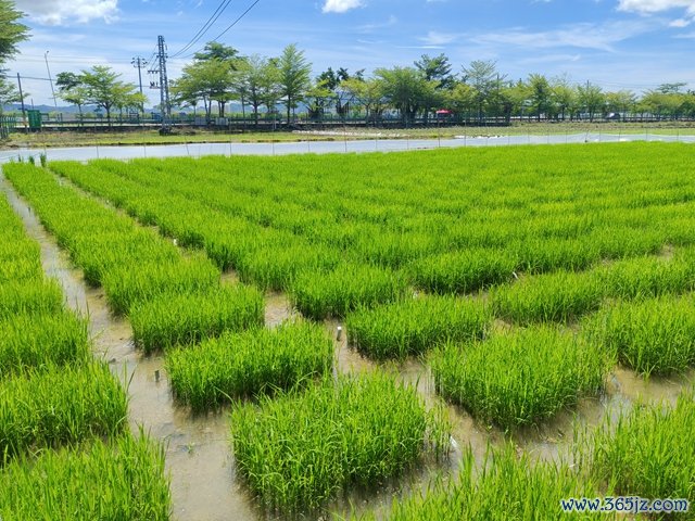 中国农科院南繁研究院南繁基地。钱小岩/摄